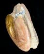 / Leioceras Ammonite - France #4501-3